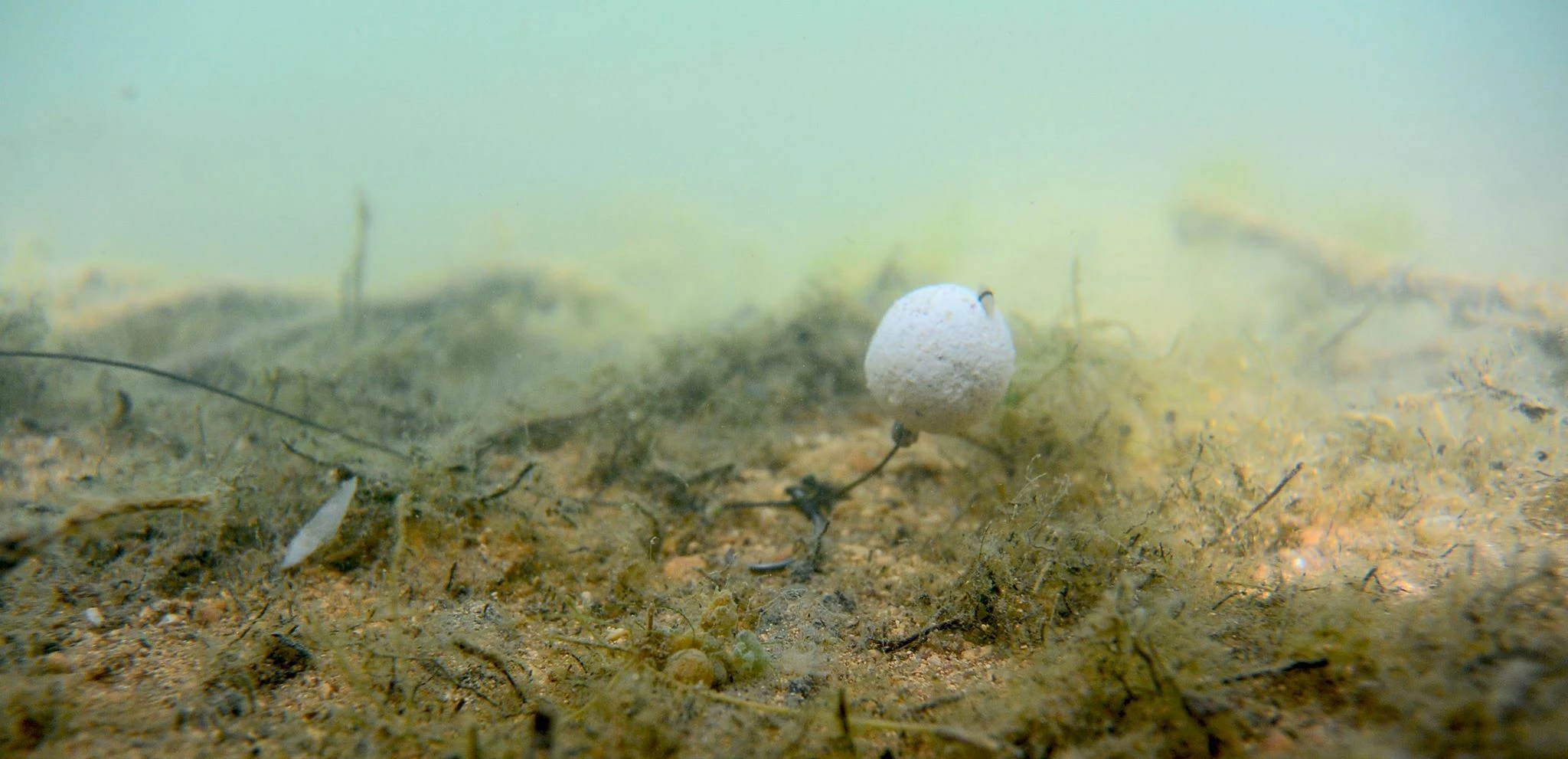 Mainline Balanced Wafters 5 Mainline Balanced Wafters - Image 5